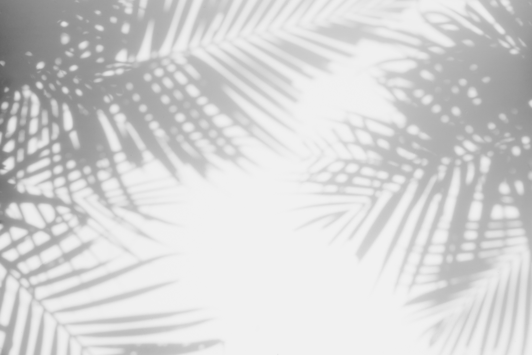 shadows palm leaves
